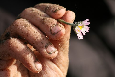 Fleur